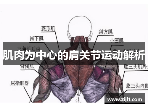 肌肉为中心的肩关节运动解析